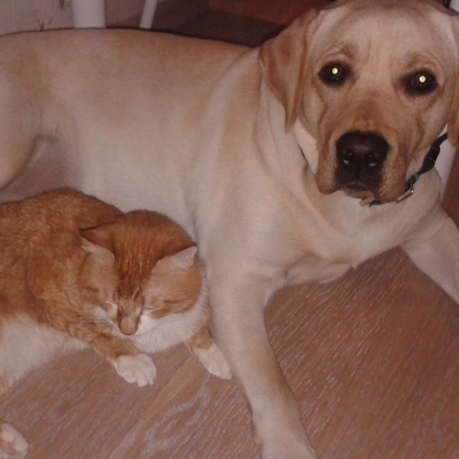 Dog1