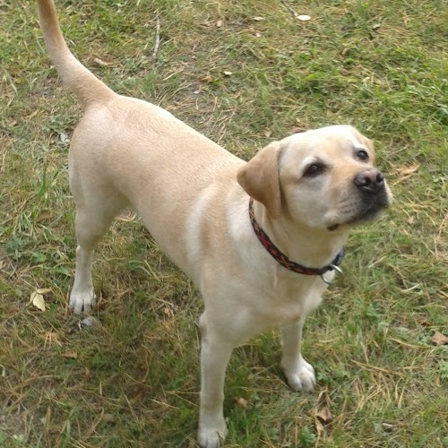 Dog2