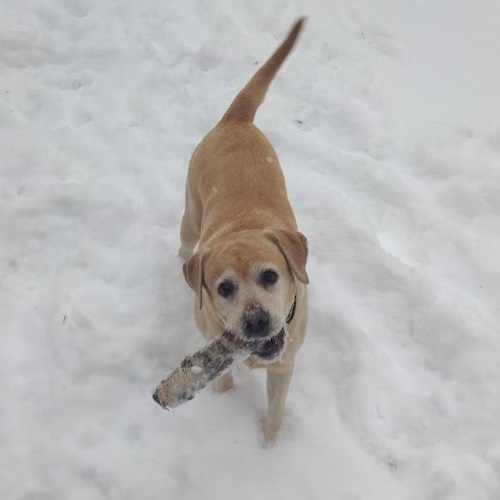 Dog3