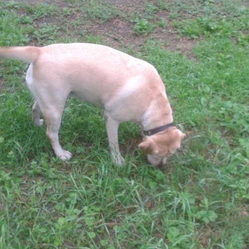 Dog4