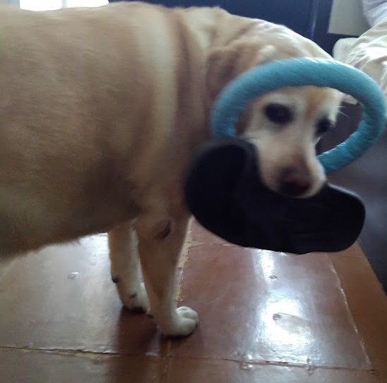 DogFace